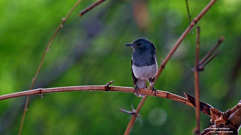 Fly Catcher