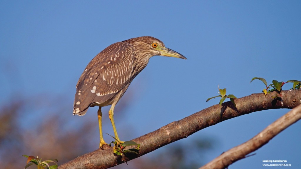 Pond Heron