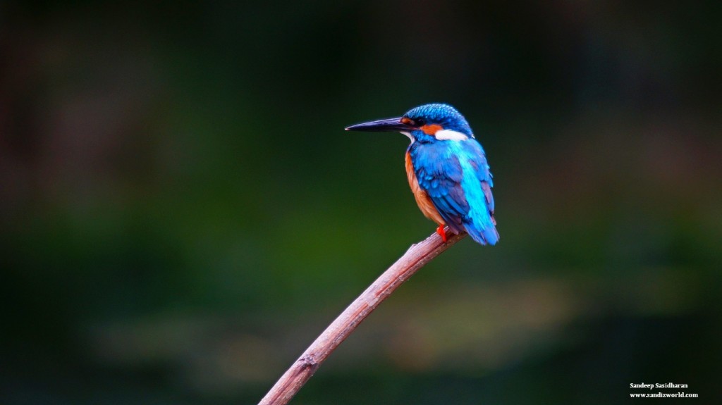 Kingfisher