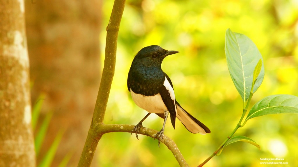 Magpie Robin