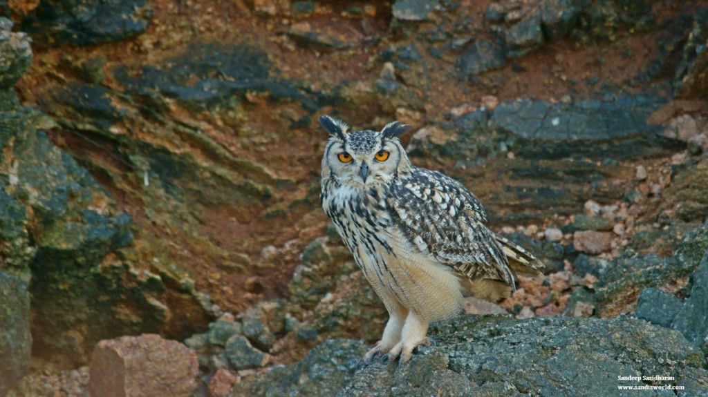 Indian Rock Eagle Owl