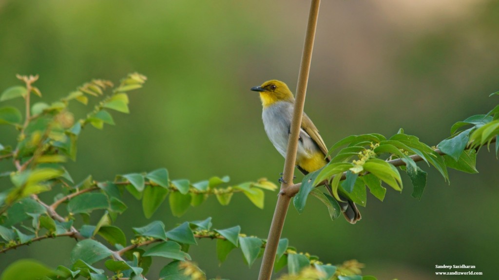 Yellow throated Bulbul