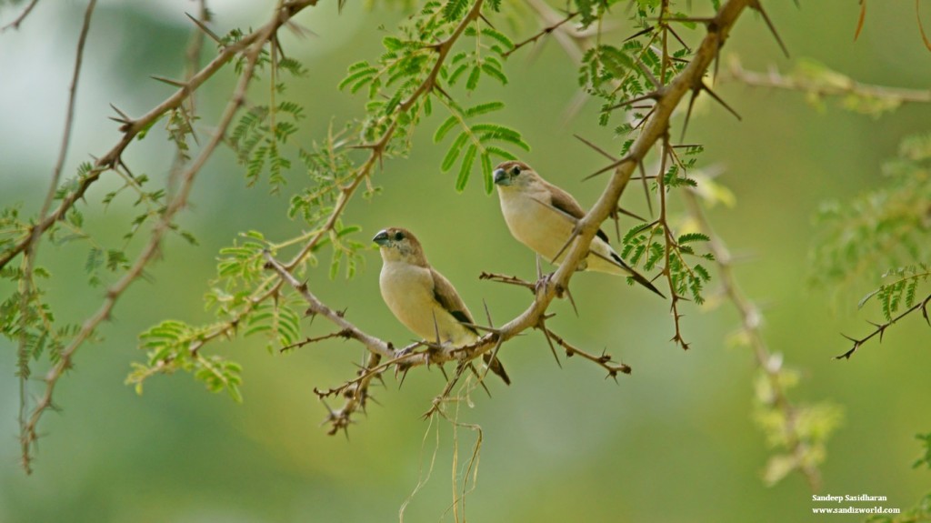 Common Munia