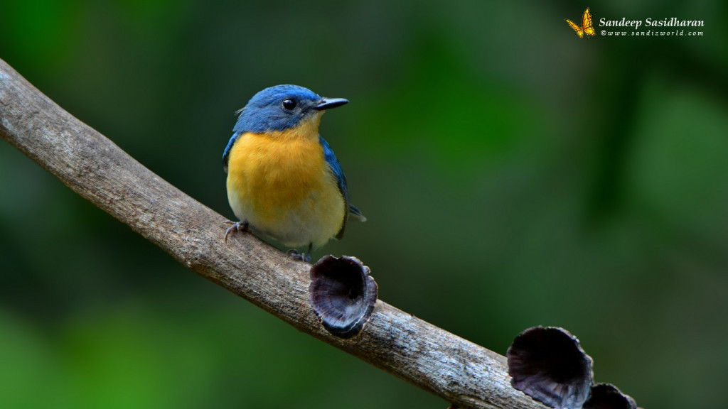 Wildlife Landbird DSC0140