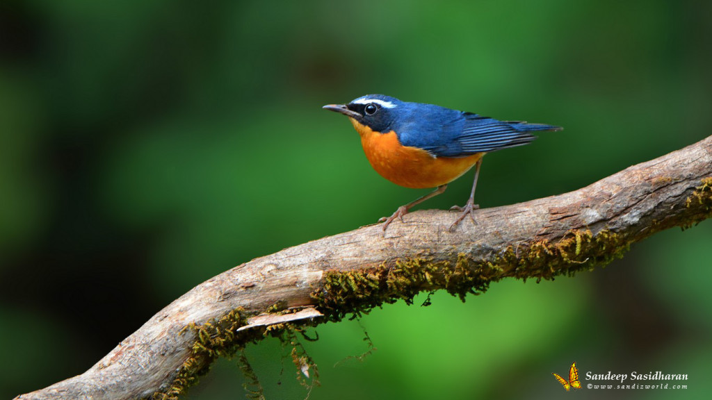 Wildlife Landbird DSC0250