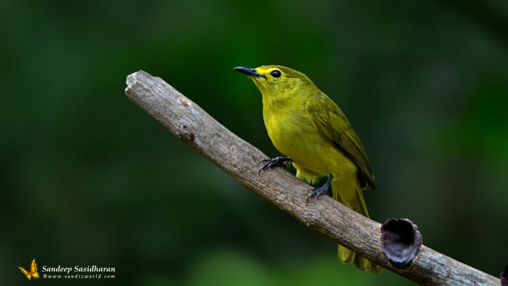 Wildlife Landbird DSC0360