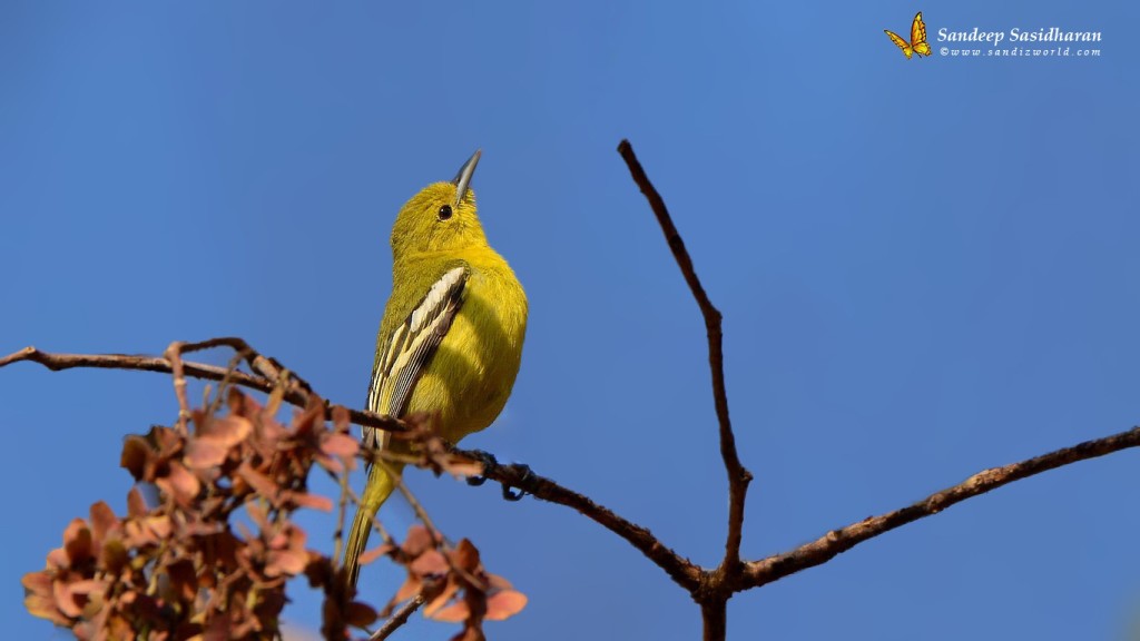 Wildlife Landbird DSC0705