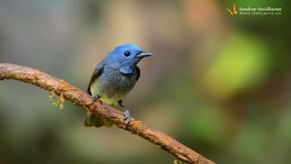 Wildlife Landbird DSC1187