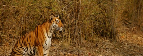 Tadoba (Part I) – In Search of Stripped Beauties