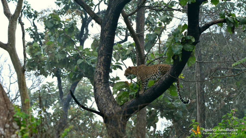 Wildlife Cat DSC0995