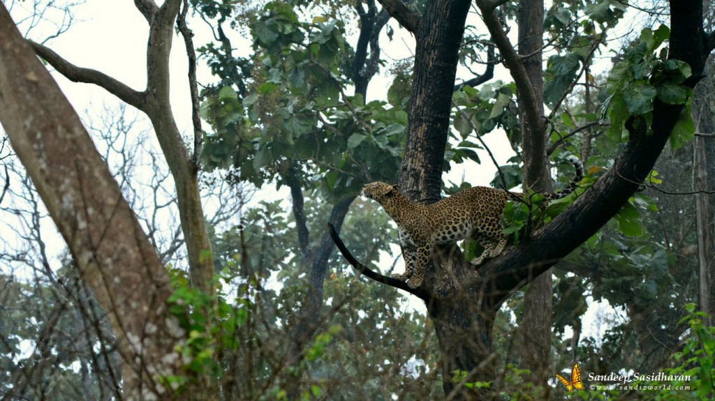 Wildlife Cat DSC1020