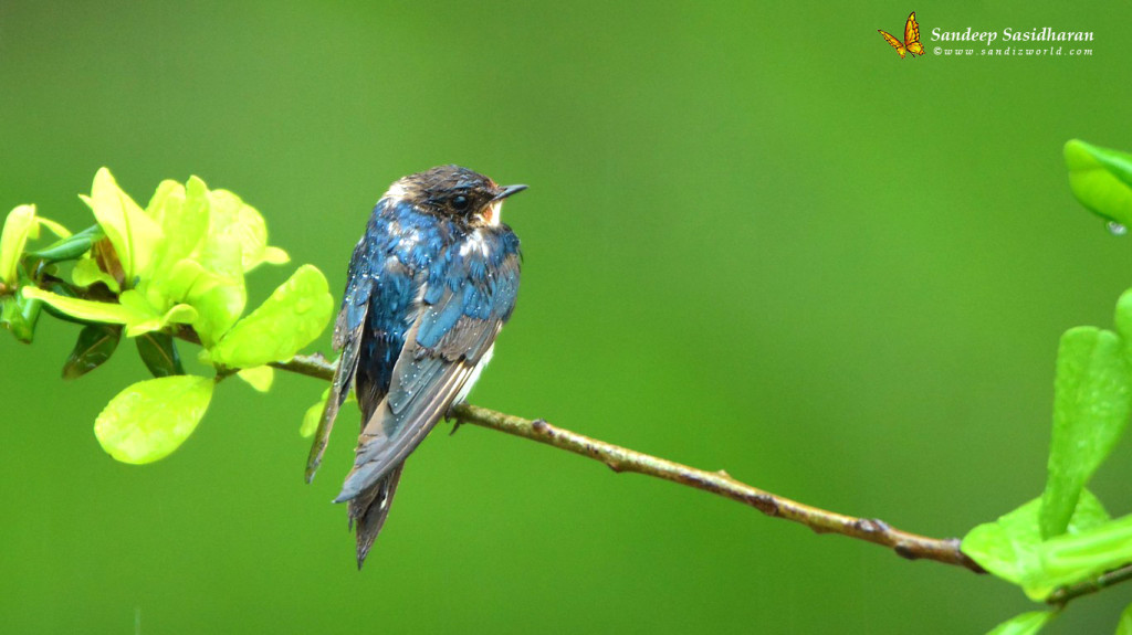 wildlife-landbird-dsc7385