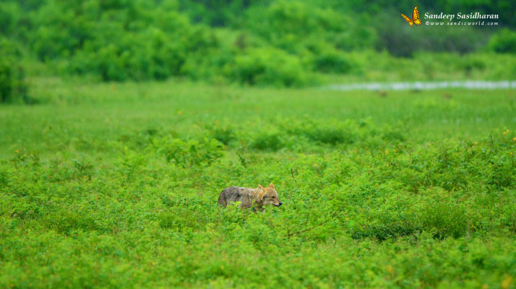 wildlife-mammal-dsc6940