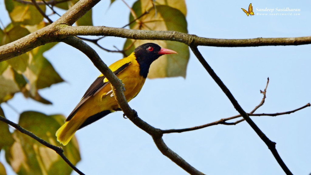 Wildlife Landbird DSC3065