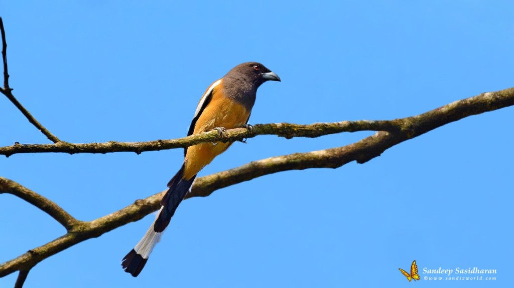 Wildlife Landbird DSC3128