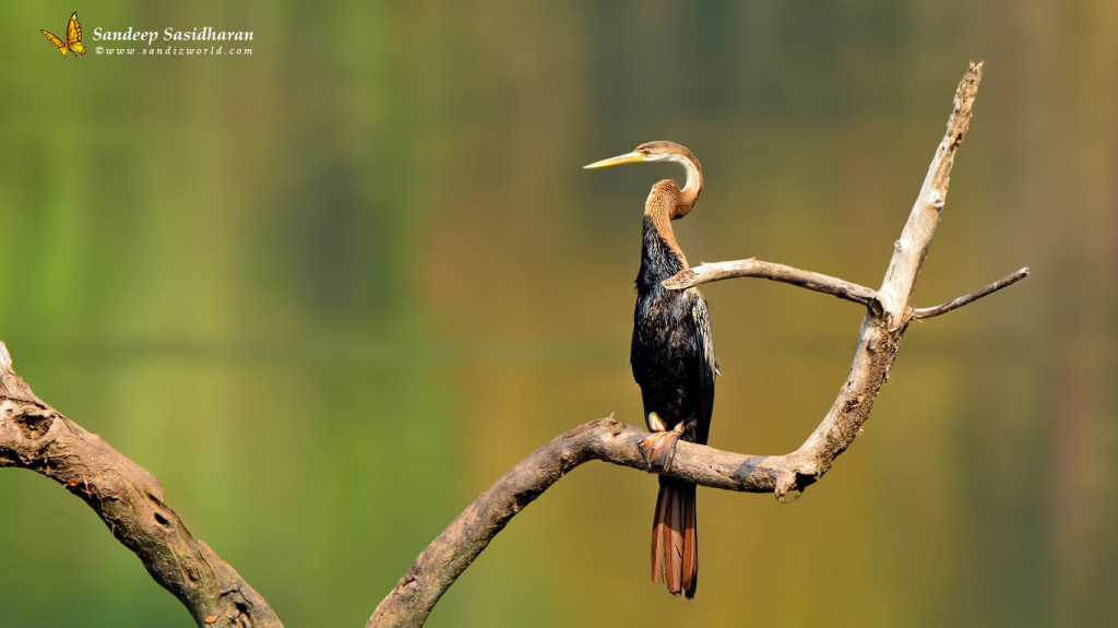 Wildlife Landbird DSC3179