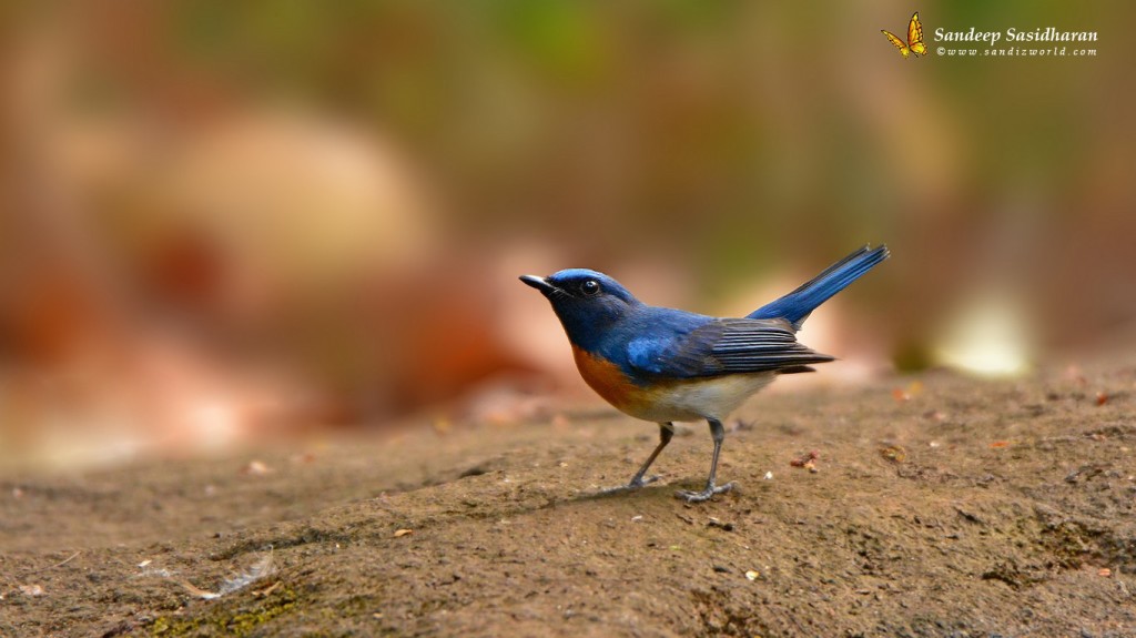 Wildlife Landbird DSC3354