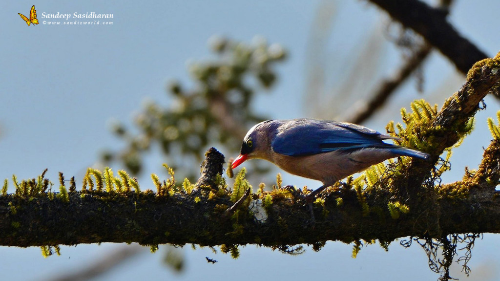 Wildlife Landbird DSC3907