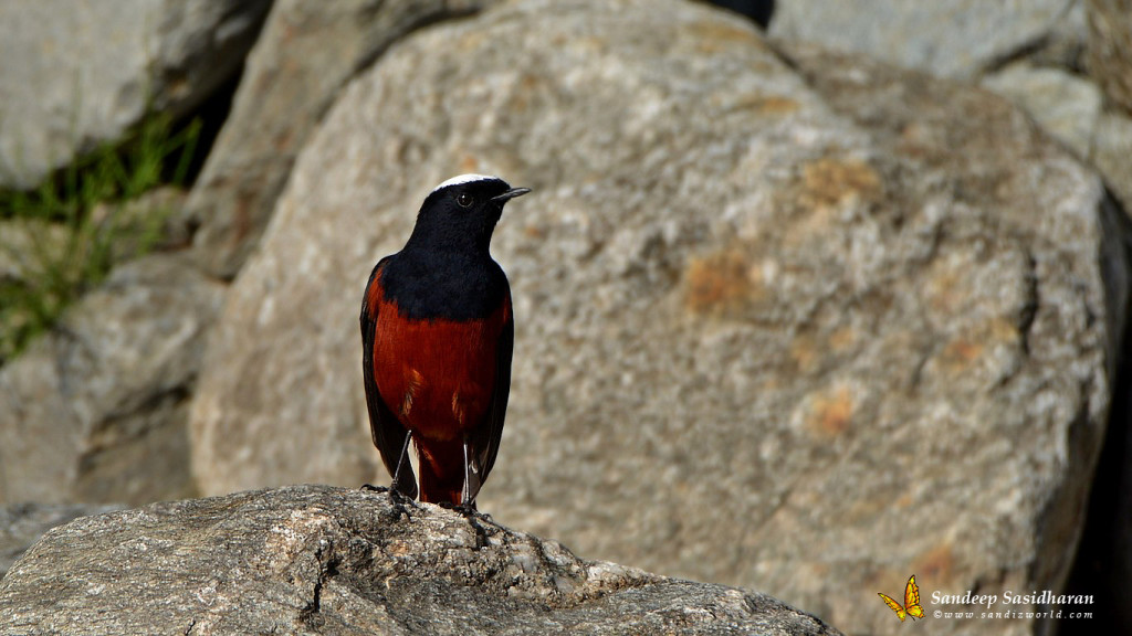 Wildlife Landbird DSC0262