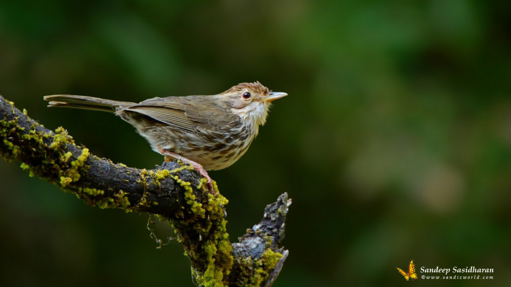 Wildlife Landbird DSC1357