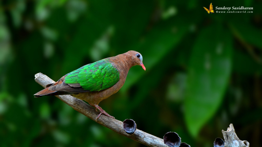 Wildlife Landbird DSC1436