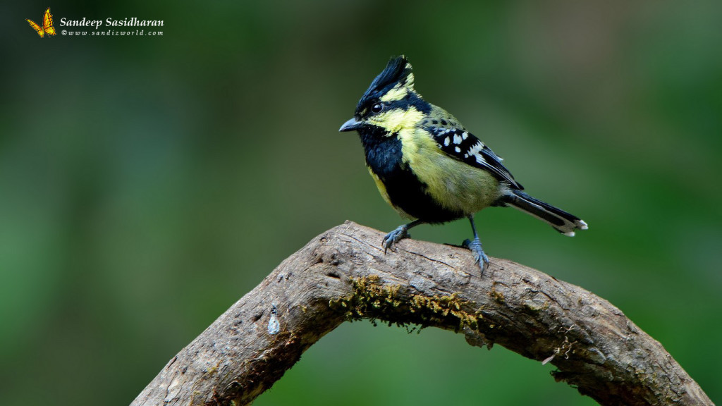 Wildlife Landbird DSC1493