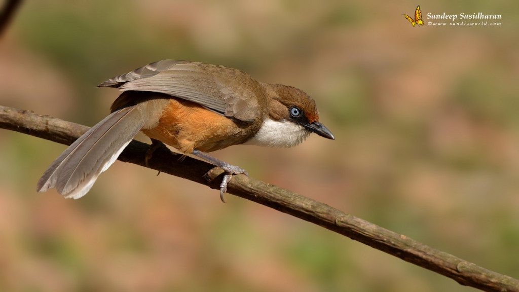 Wildlife Landbird DSC1996