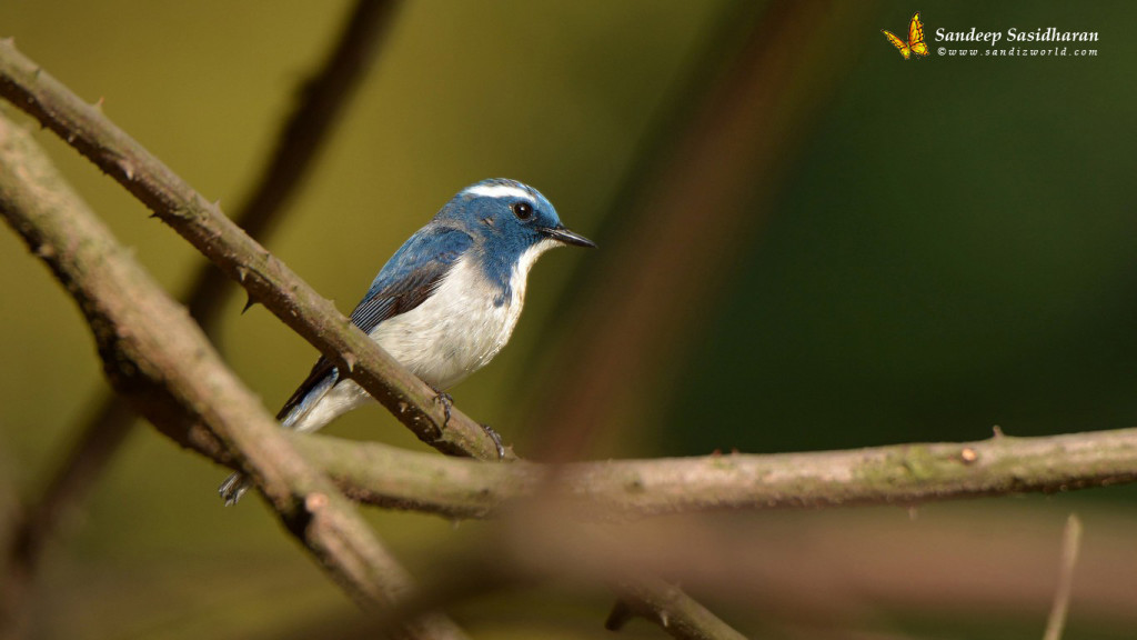 Wildlife Landbird DSC2145