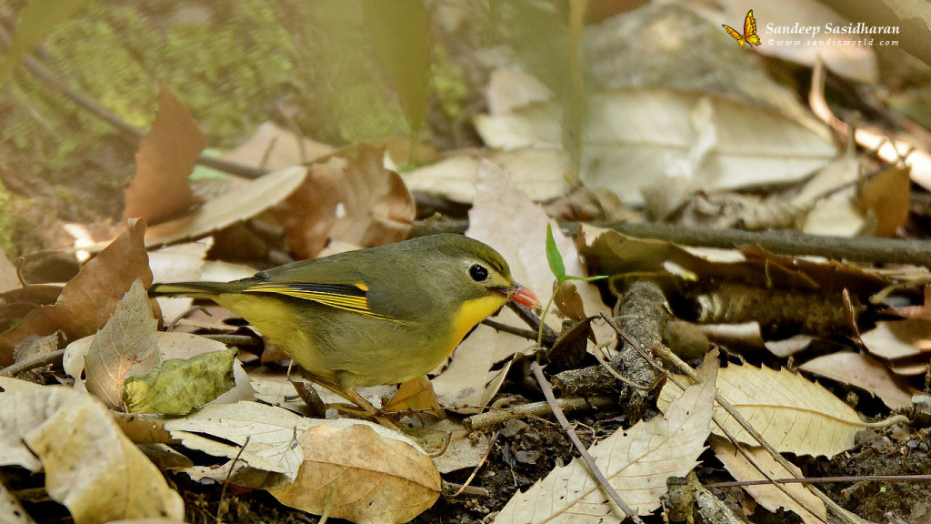 Wildlife Landbird DSC2203