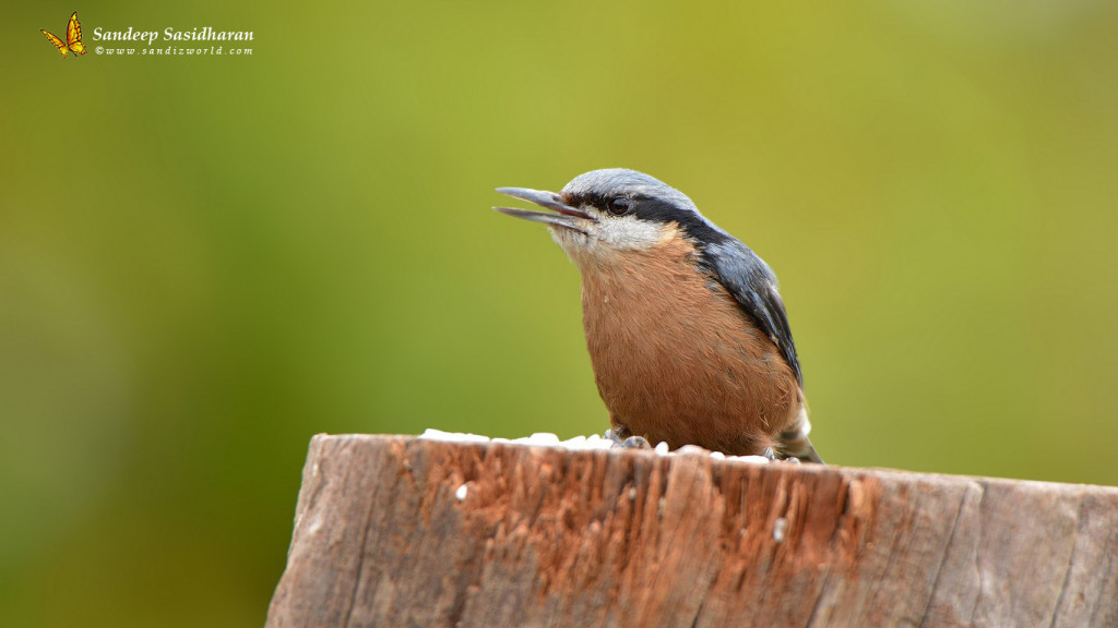 Wildlife Landbird DSC9003