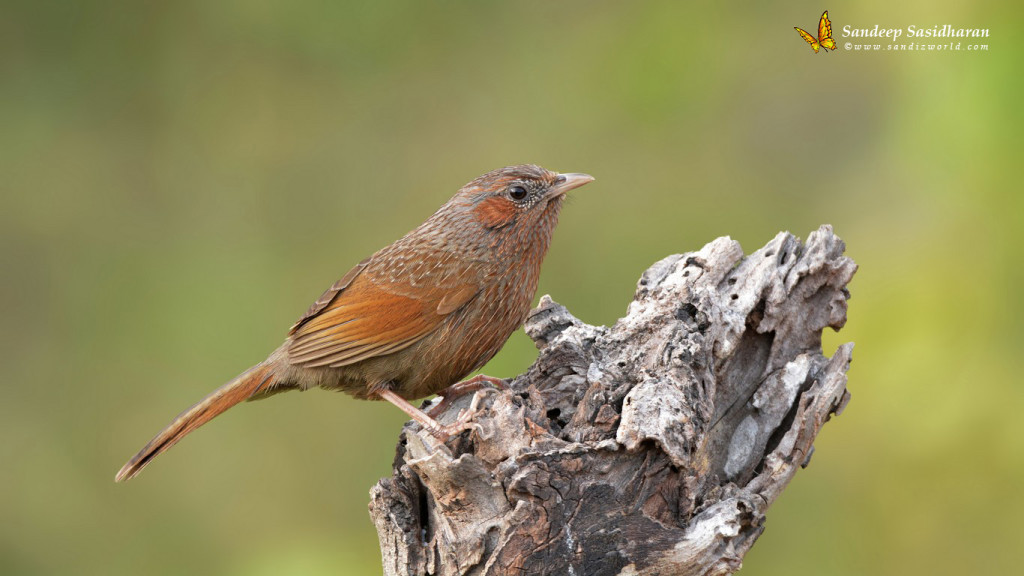 Wildlife Landbird DSC9388