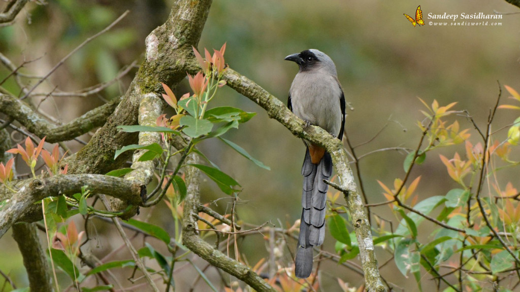 Wildlife Landbird DSC9520