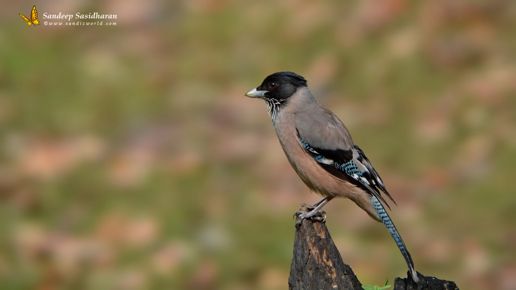 Wildlife Landbird DSC9838