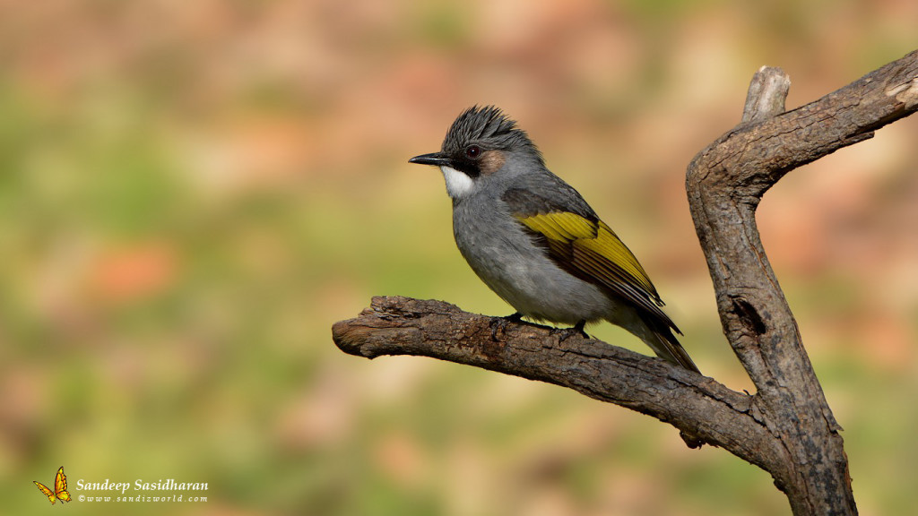 Wildlife Landbird DSC9942