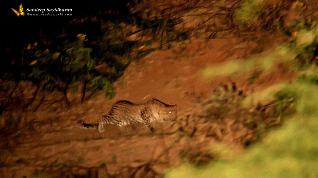 Wildlife Cat Leopard DSC2550
