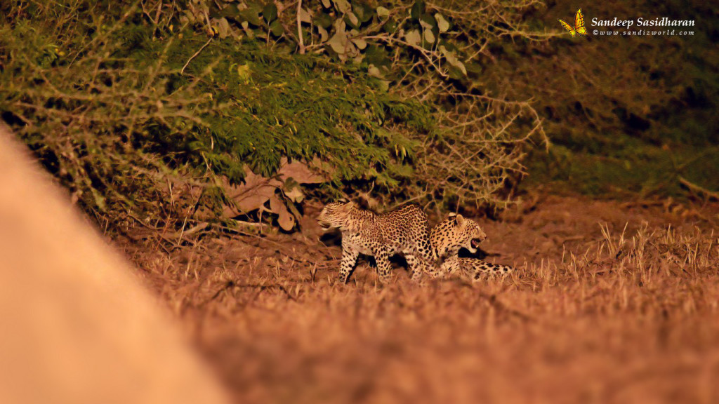 Wildlife Cat Leopard DSC2556