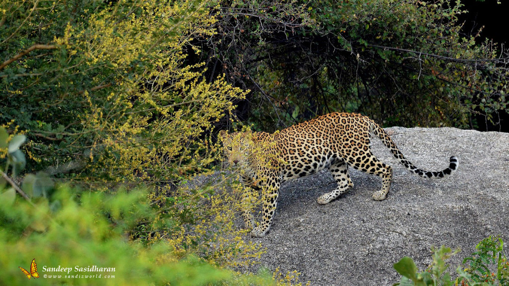 Wildlife Cat Leopard DSC2582
