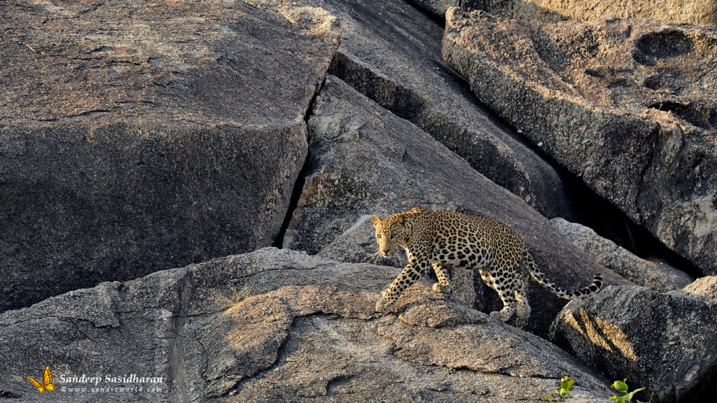 Wildlife Cat Leopard DSC2780