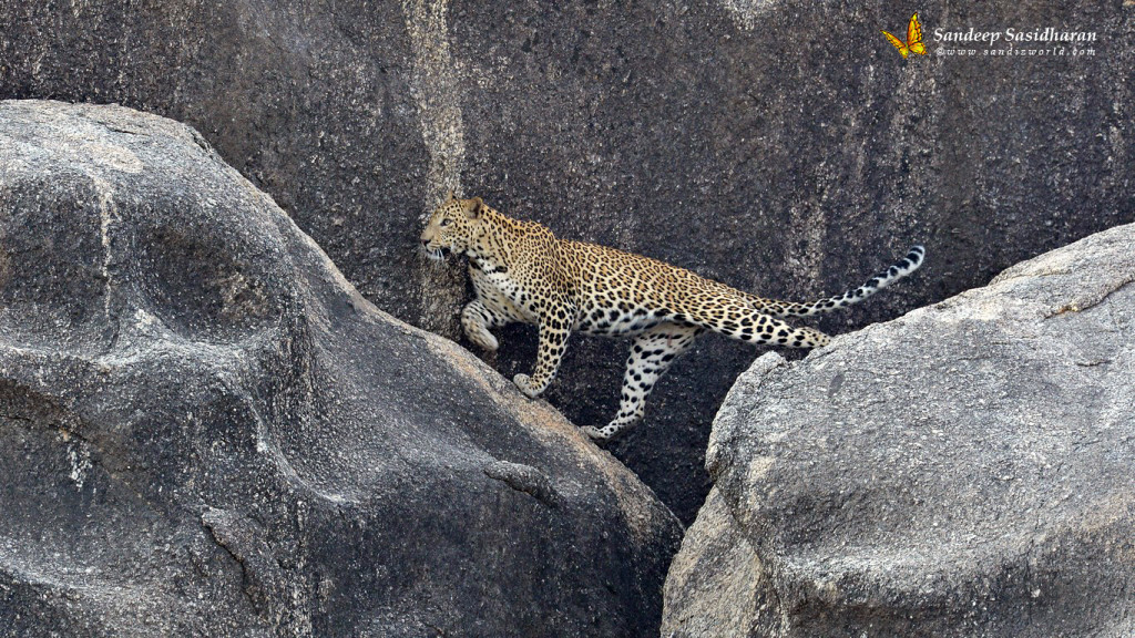 Wildlife Cat Leopard DSC2804