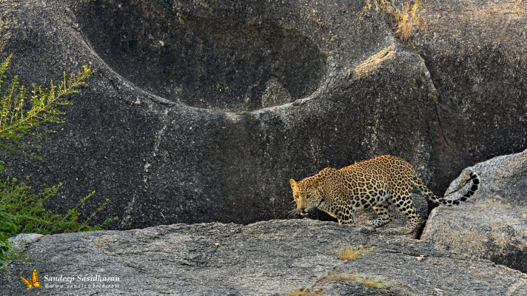 Wildlife Cat Leopard DSC2817
