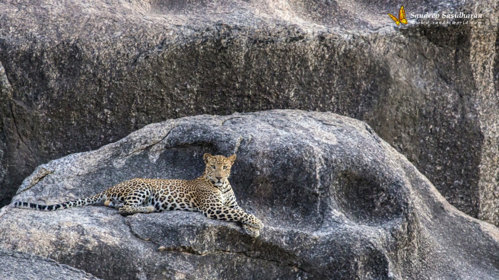 Wildlife Cat Leopard DSC2954