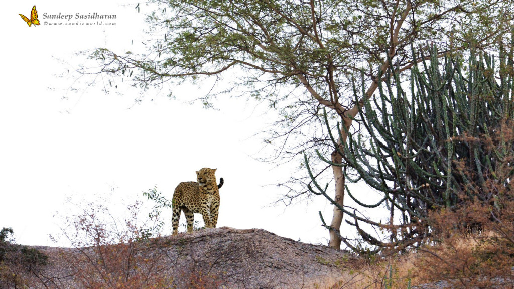 Wildlife Cat Leopard DSC3446