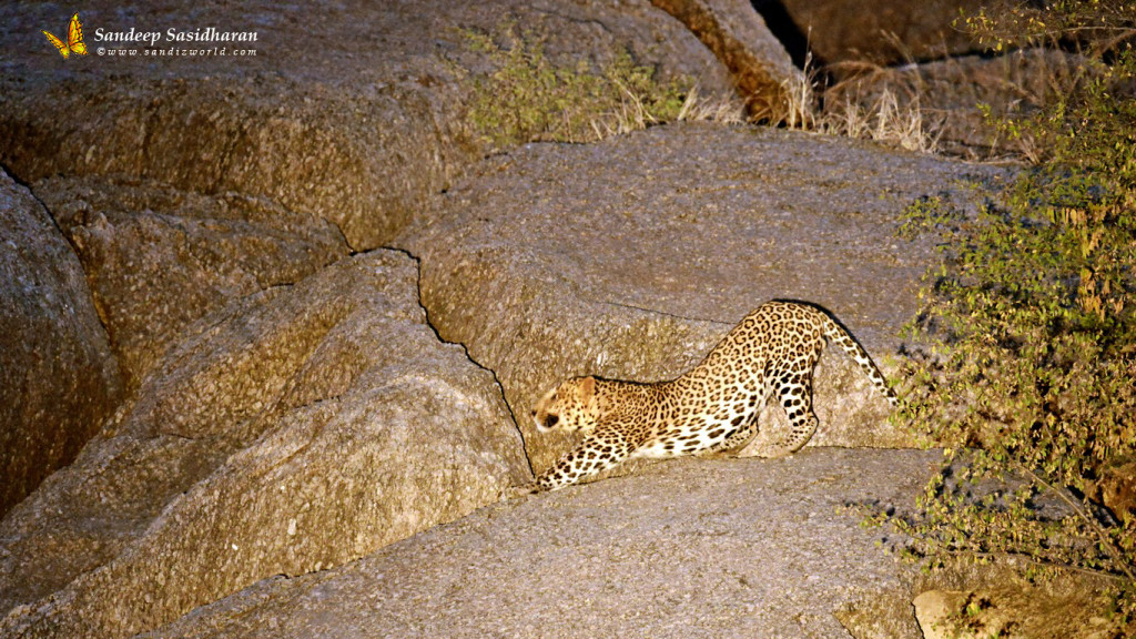 Wildlife Cat Leopard DSC3665