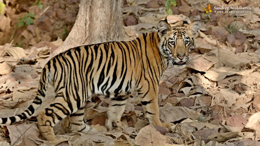 Wildlife Cat Tiger DSC1086