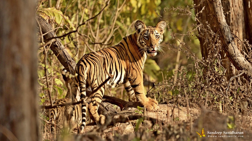 Wildlife Cat Tiger DSC5754