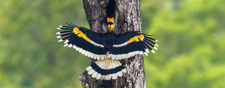 Hornbills of Valparai