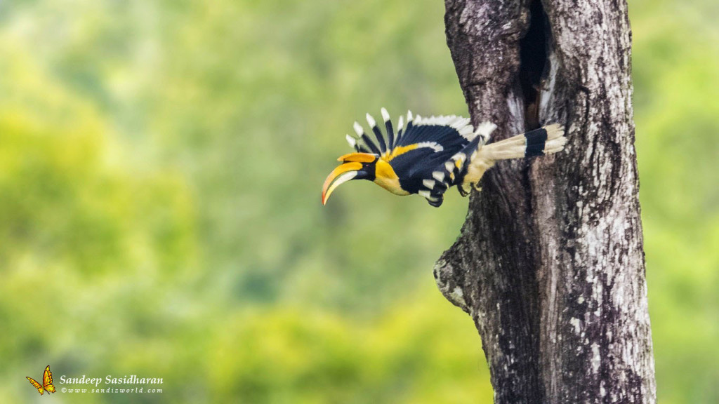 Wildlife-Landbird-DSC9782