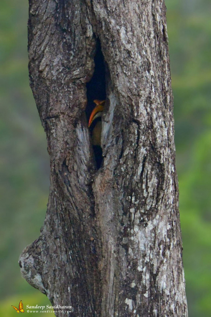 Wildlife Landbird DSC9793