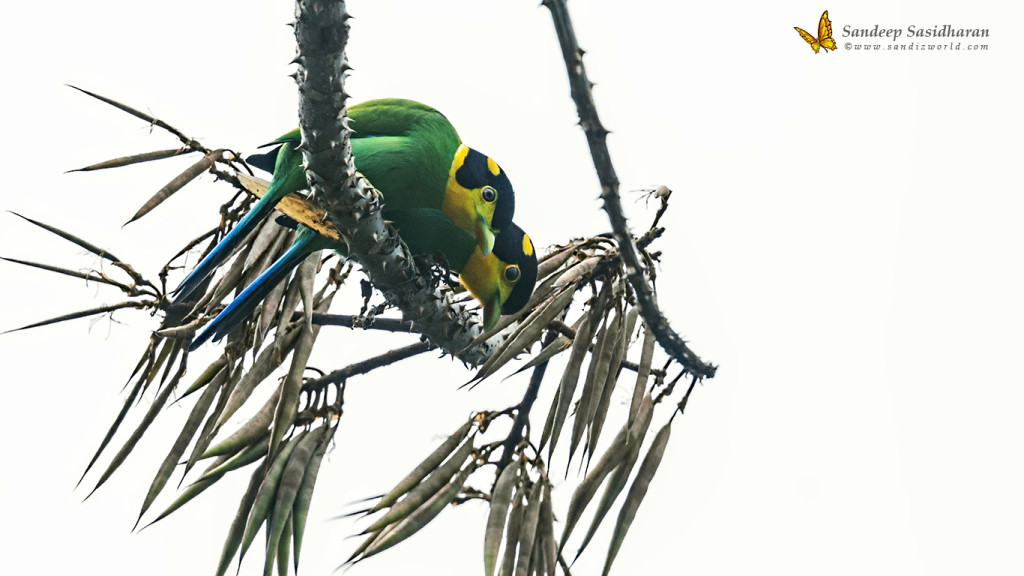 Wildlife Landbird DSC1706