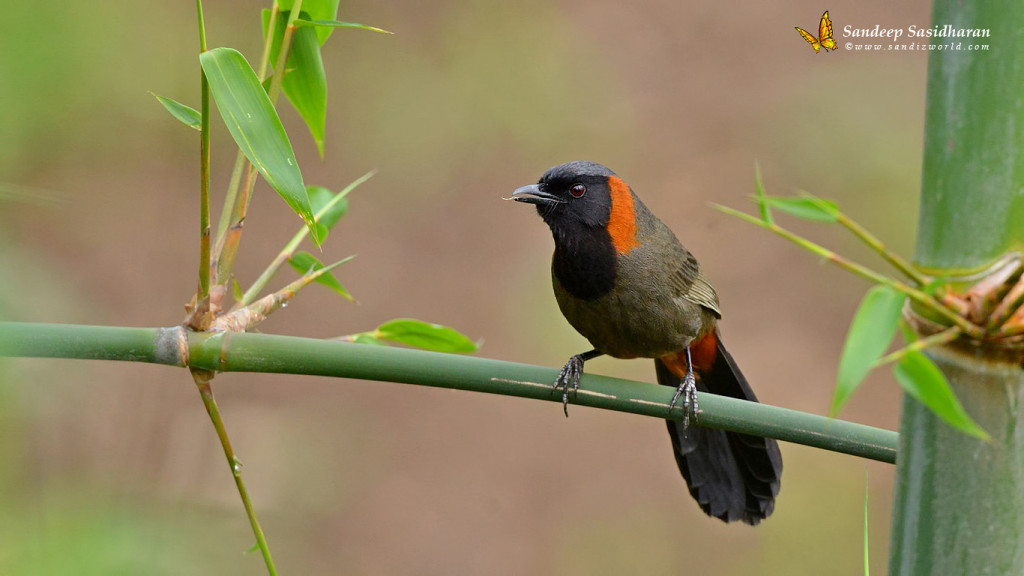 Wildlife Landbird DSC2026